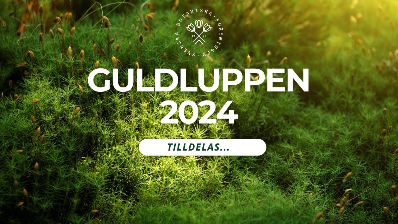 Guldluppen 2024 tilldelas Henrik Weibull