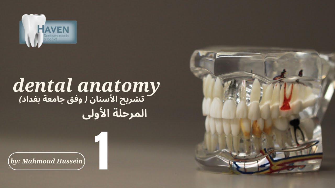 تشريح الأسنان المرحلة الاولى المحاضرة الأولى | dental anatomy lec 1