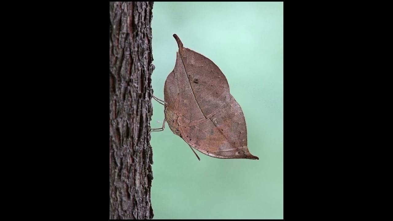 Have you seen animals such as leaves 🍃 & sticks?😱