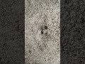 What is it? এগুলো কি পোকা?