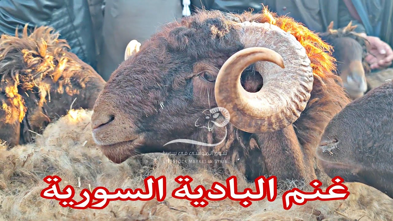 1 آذار 2024 سوق الغنم _ معرة مصرين ( فطايم اندفع فيها 650 $ / أسعار اللحم/ خراف ورادي/ حركة السوق )