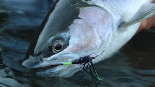 A Summer Steelhead Adventure Deschutes River