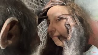 Long Chimpanzee Grooming Session