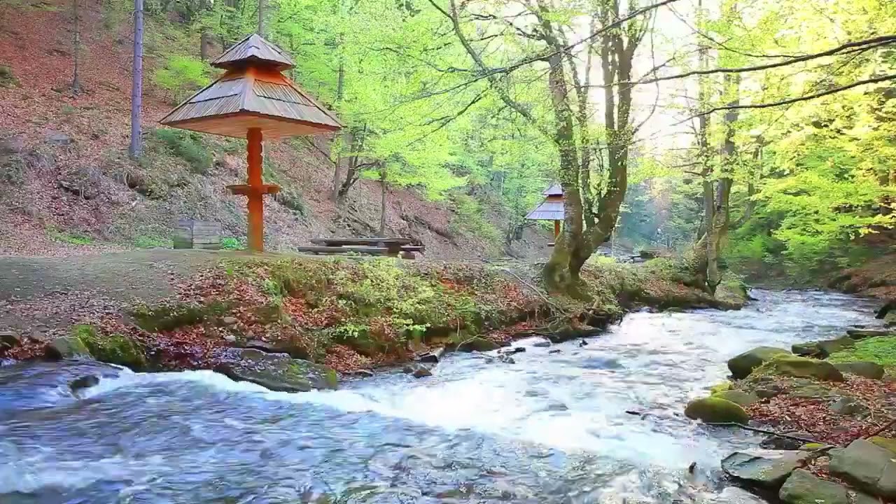 Relaxing Music with Nature Sounds, Forest Music, Sleep Music, Meditation Music