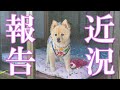 【近況報告】最近の我が家について