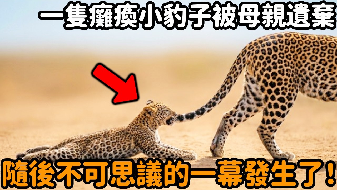 一隻癱瘓的小豹子被母親遺棄在草原，牠哭著咬住母親尾巴想要挽留，沒想到下秒不可思議的一幕發生了！#豹子 #動物情感 #不可思議 #救助 #心靈暖流 #淚目 #動物故事 #真實故事 #心靈飼養員