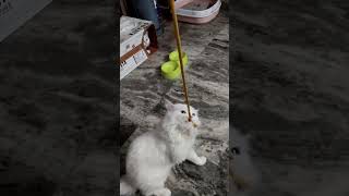 v ar laila masti karte hue