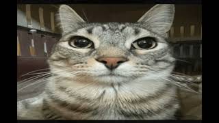 cat explosion v3 #cat #meme #memes #funny #fyp
