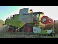 Claas Tucano 570 mit Claas V 770 beim Raps dreschen! [HD]