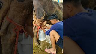 हाथो से गाय का दूध निकाले 🐄 milking by hand 👌 #dairyfarm #cow #dairyfarmers #shorts #dairy #milkfed