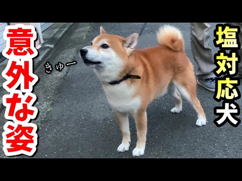 恋人を前にした柴犬の反応がこれです