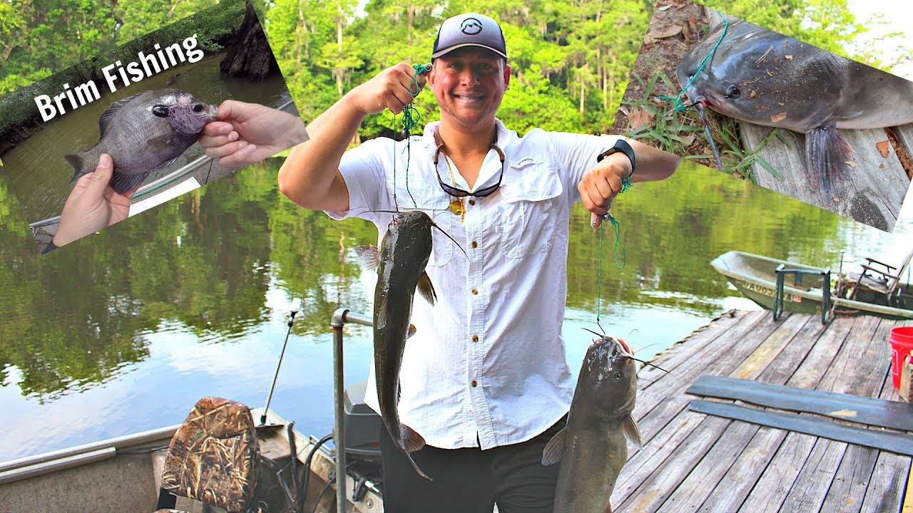 Limb Line Fishing For Big Catfish & Brim Fishing (Altamaha River GA
