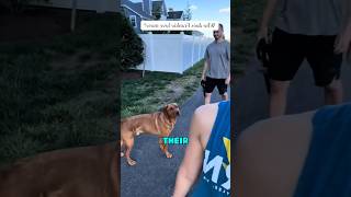 Dog’s Loyalty Test Gone Wrong Dog’s Loyalty Test Gone Wrong