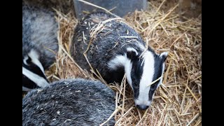 And with that, the 2023 orphan BADGER CUB season comes to an end. 🦡 by Wildlife Aid 14,502 views 4 months ago 2 minutes, 12 seconds