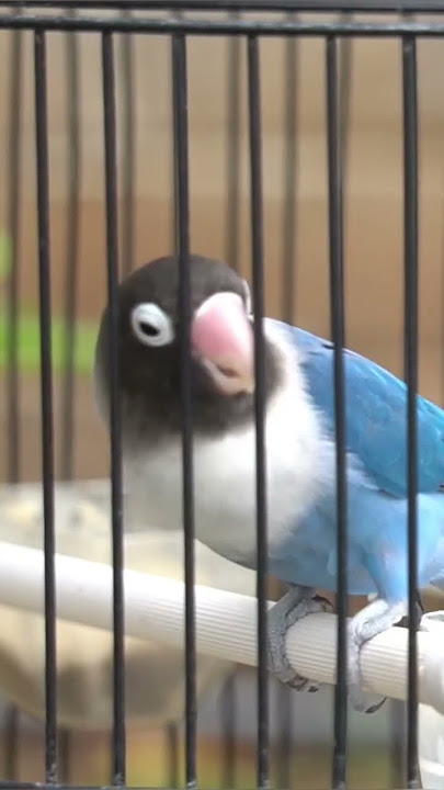 lovebird isian pelatuk bawang