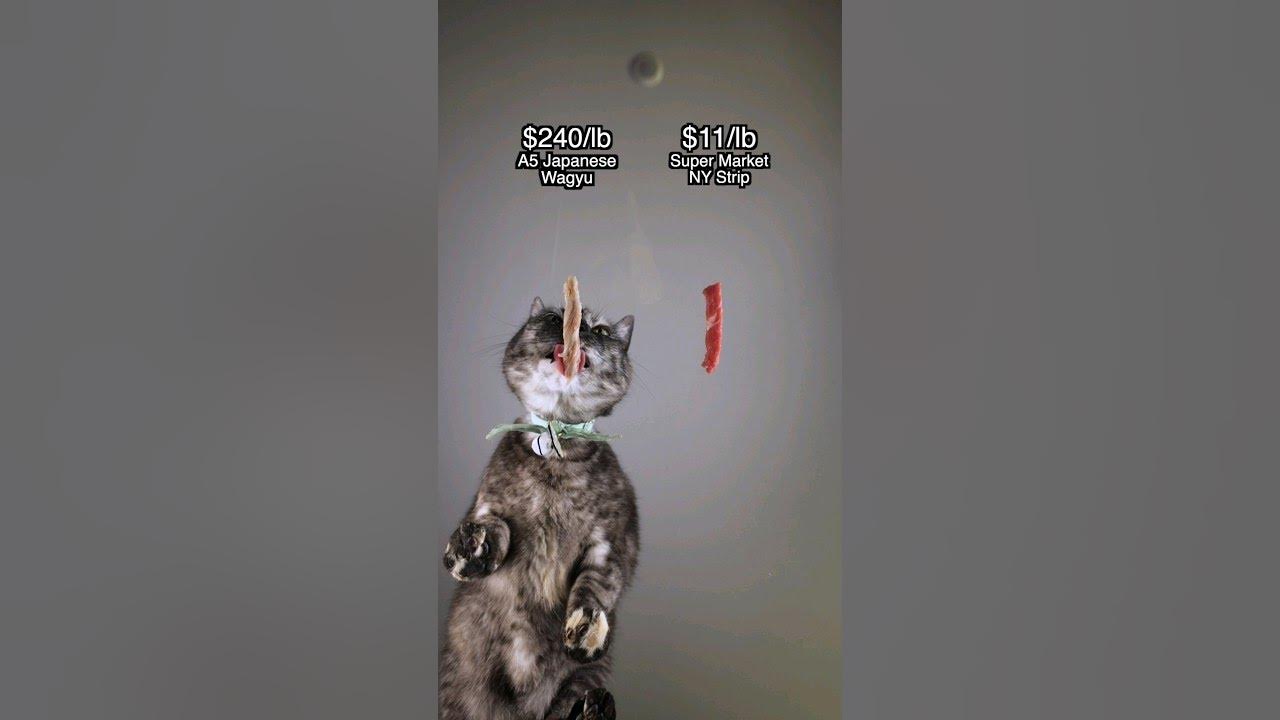 my-cat-s-reaction-to-the-most-expensive-beef-in-the-world-youtube