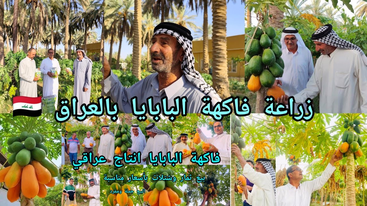 زراعة فاكهة البابايا بالعراق 🇮🇶 الحاج محمود العساف ينجح بإنشاء مزارع جديدة ويبيع شتلات من ارقى أصناف