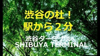 渋谷の杜！駅から２分の所に杜が歩いる？