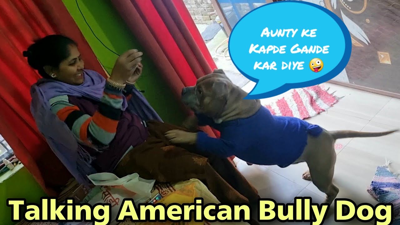 Dog ne Aunty ke Kapde Kharab Kar Diye 🤪 American Bully Dog Funny