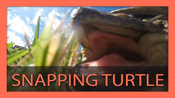 Snapping Turtle Bites & Breaks GoPro from Mount