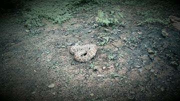 INDIAN ROCK PYTHON RELEASE VIDEO