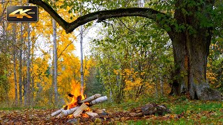 Autumn Ambiance  Crackling Campfire & Birdsong in Colorful Nature