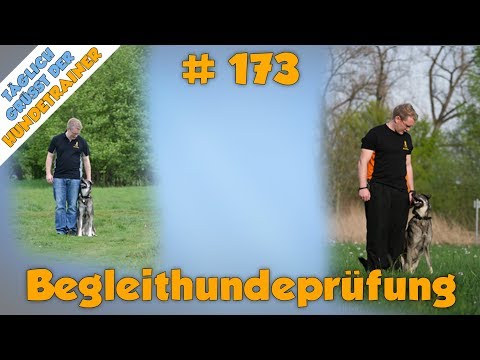 Video: Was sollen Begleithunde tun?