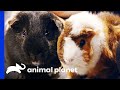 Two Adorable Guinea Pigs Get Adopted! | Dr. Jeff: Rocky Mountain Vet