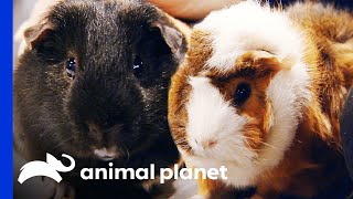 Two Adorable Guinea Pigs Get Adopted! | Dr. Jeff: Rocky Mountain Vet