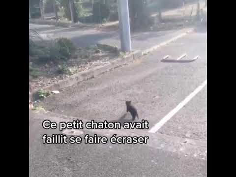 Vidéo: Coconut Le Chaton, D'abandonné à Sauvé Et En Plein Essor