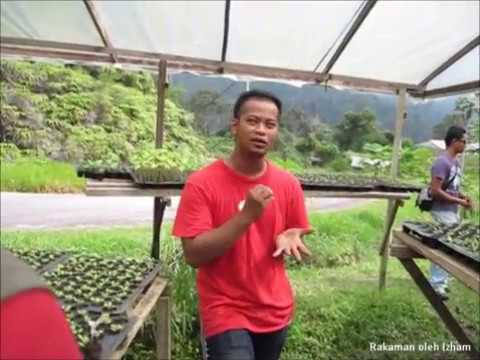 Video: Kosmetik Di Kebun Sayur. Bahagian 2