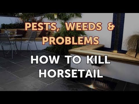 How to Kill Horsetail