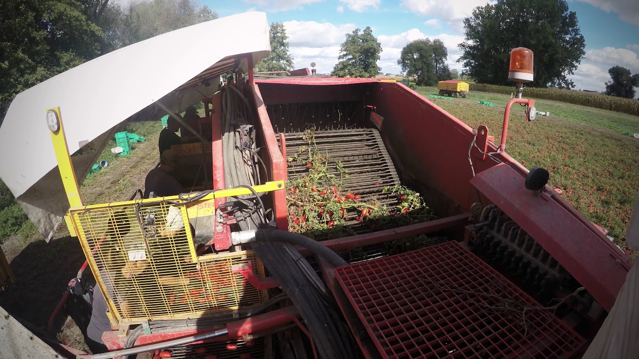 Sezon pomidorowy 2018 (ZPOW)