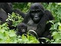 #WorldGorillaDay Video