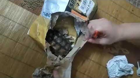 Mở hộp rùa common x flo