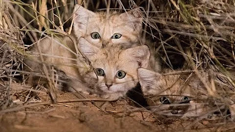 10+ Wild Sand Cat Kittens Captured On Film For The Very First Time, And The Footage Is Purrfect