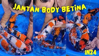 ❗SIAPA YANG LAGI CARI JANTAN GEMOY GLOWING ⁉️ ARINOR KOI REVIEW IKAN KOI JUMBO MURAH BERKUALITAS