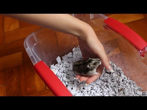 Vídeo: Como Treinar Seu Hamster Com A Mão