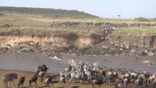 The Great Wildebeest Migration: Crossing the Masai River