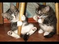 😺 Well, let&#39;s get rowdy already! 🐈 Funny video with cats and kittens! 😸