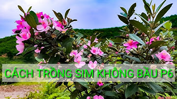 Phần 6/ Cách cứu cây sim tím sắp chết/Kỹ thuật trồng cây sim rừng không bầu