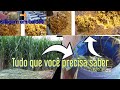 Como fazer Silagem  de maneira simples sem inoculante  silo  (EM BALDES)