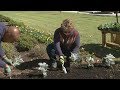 Planting Dusty Miller and Pansies – Family Plot