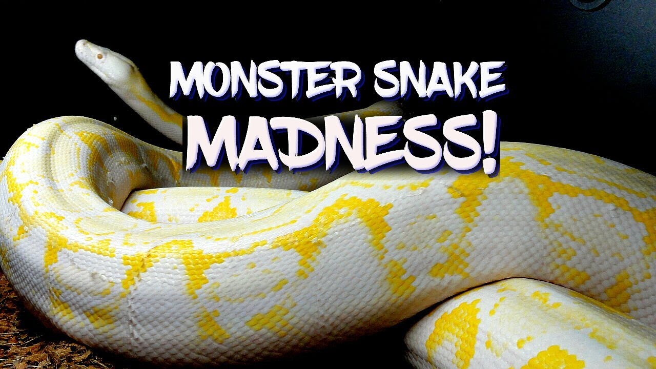 eggs florentine Monster Snake Madness!