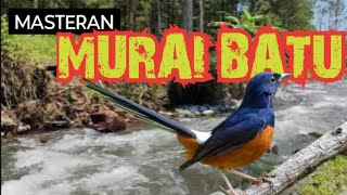 Masteran Murai Batu 