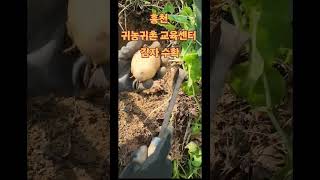 홍천 귀농귀촌 교육센터 감자수확 25.7.7.