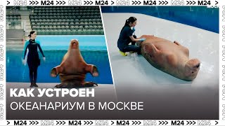 Как устроен океанариум в Москве - Познавательный фильм