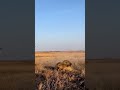 2 Lions vs 1 Warthog: The Brutal Reality of the Savanna