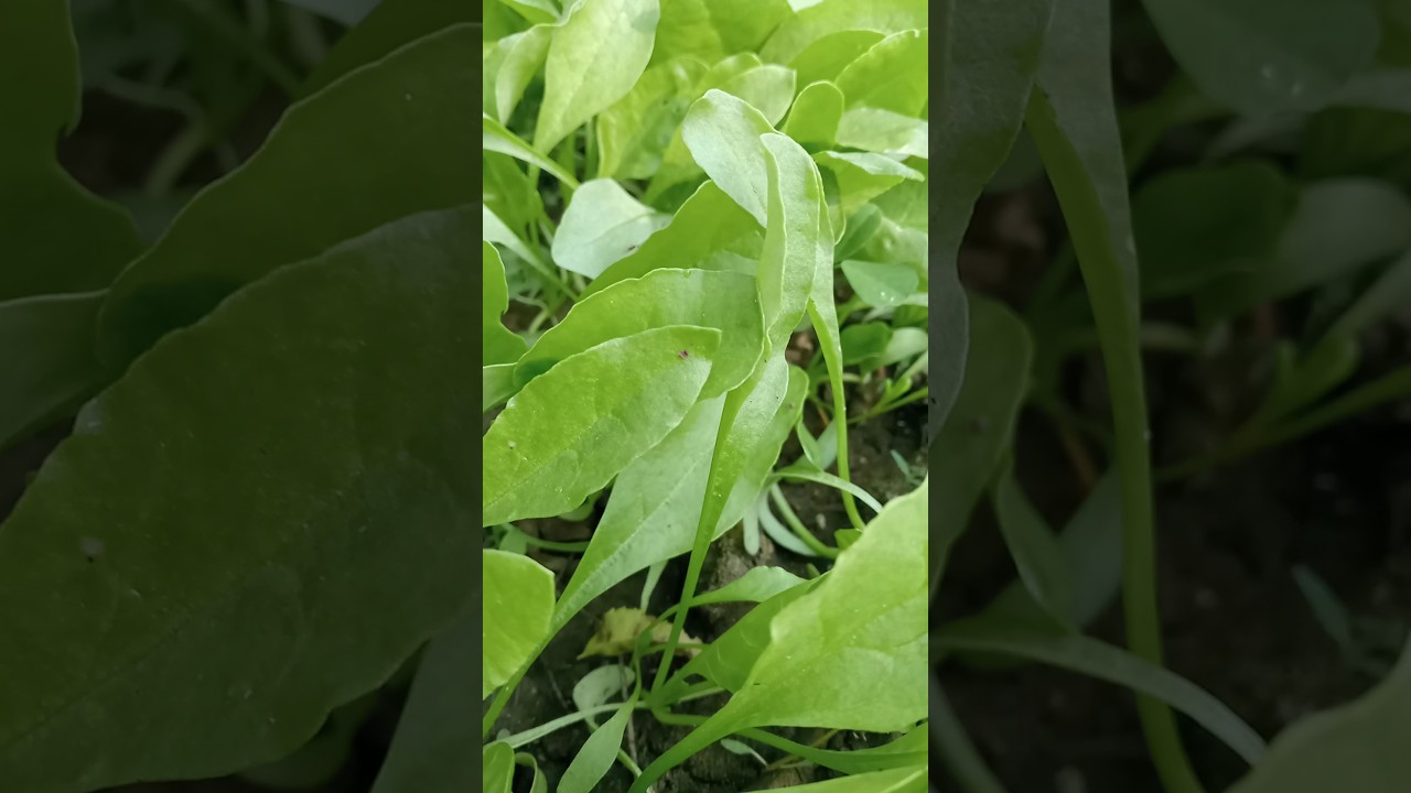 palak saag #farming #villagelife #shortvideo #vlog