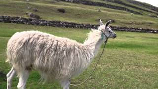 IMG 06621
